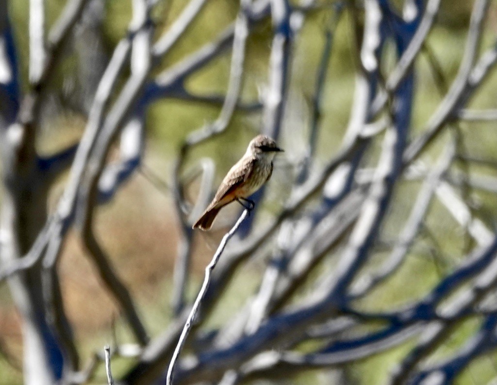 Vermilion Flycatcher (Northern) - ML619964261