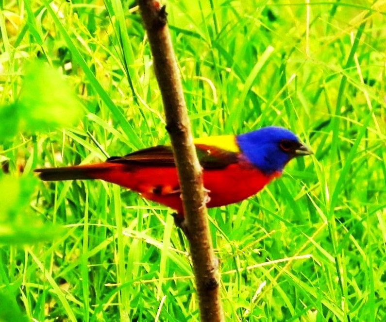 Painted Bunting - ML619964263