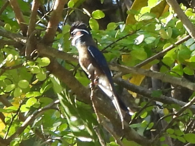Whiskered Treeswift - Gwen Taylor