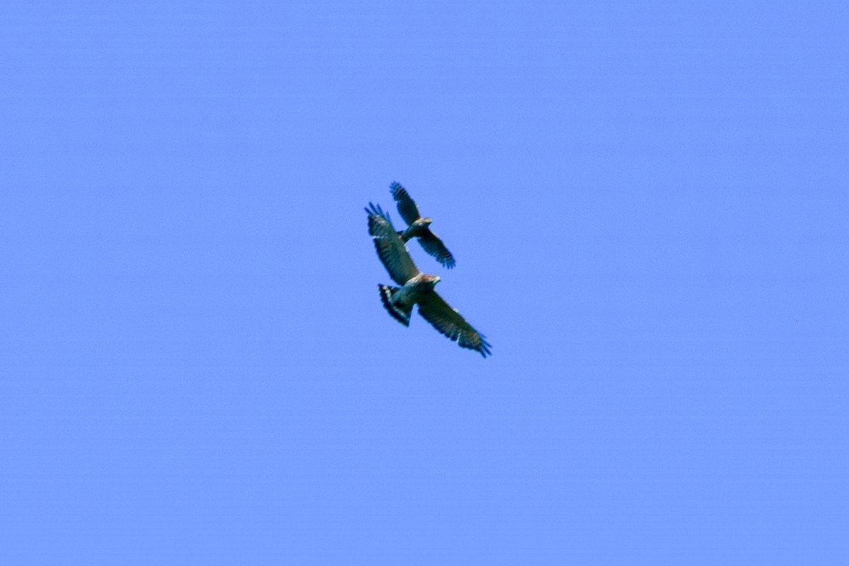 Broad-winged Hawk - ML619964278