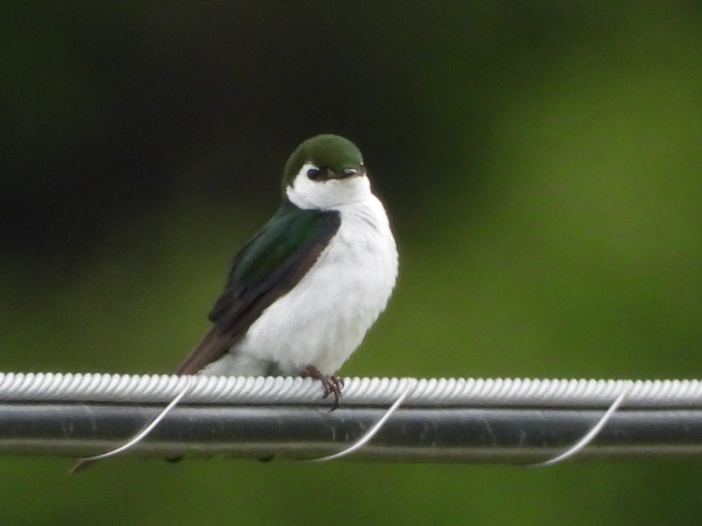 Violet-green Swallow - ML619964290