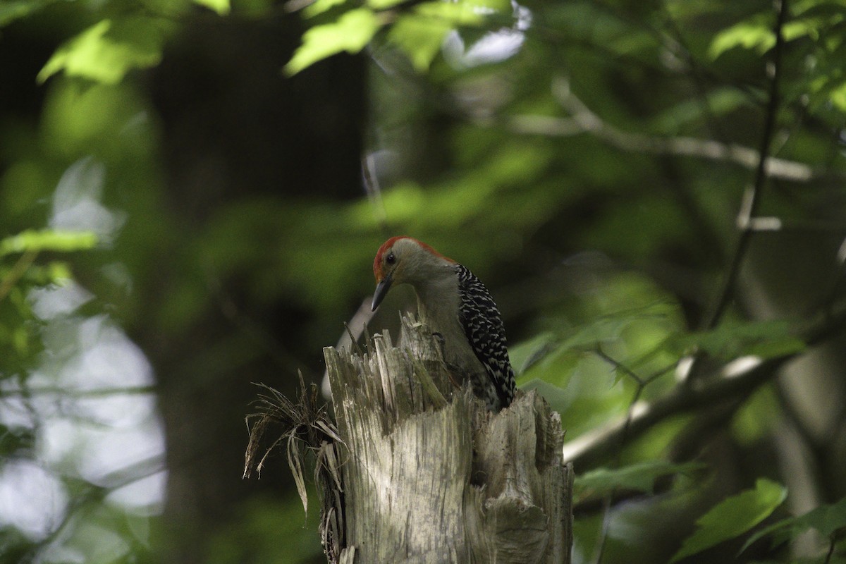 Red-bellied Woodpecker - Martin  Carlin