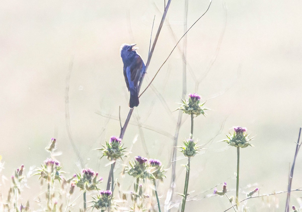 Blue Grosbeak - ML619964295