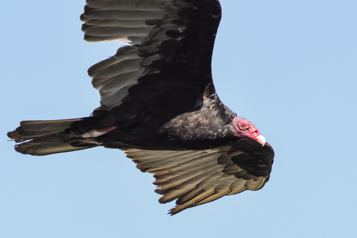 Turkey Vulture - ML619964302