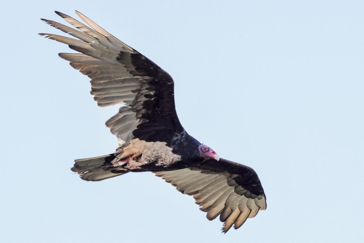 Turkey Vulture - Brennan Mulrooney
