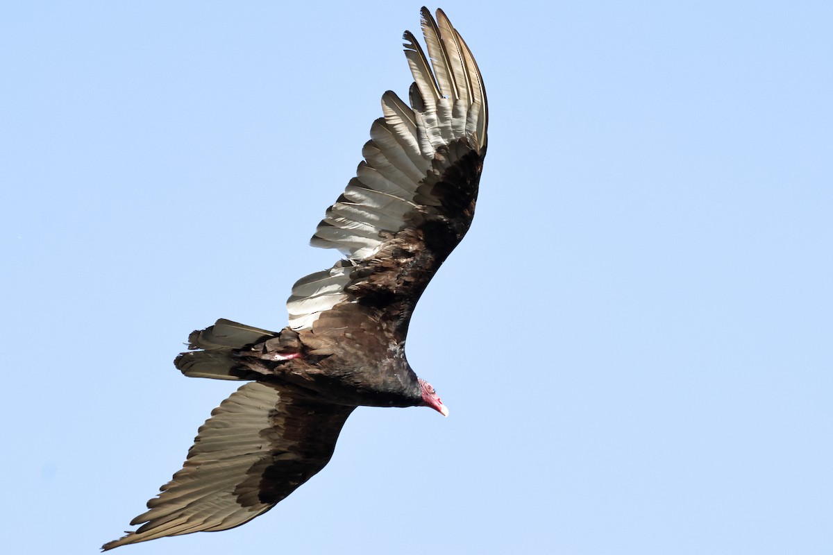Turkey Vulture - ML619964305