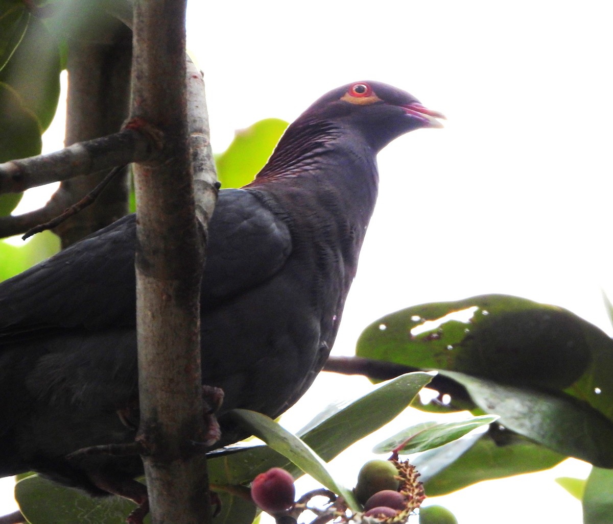 Scaly-naped Pigeon - ML619964307