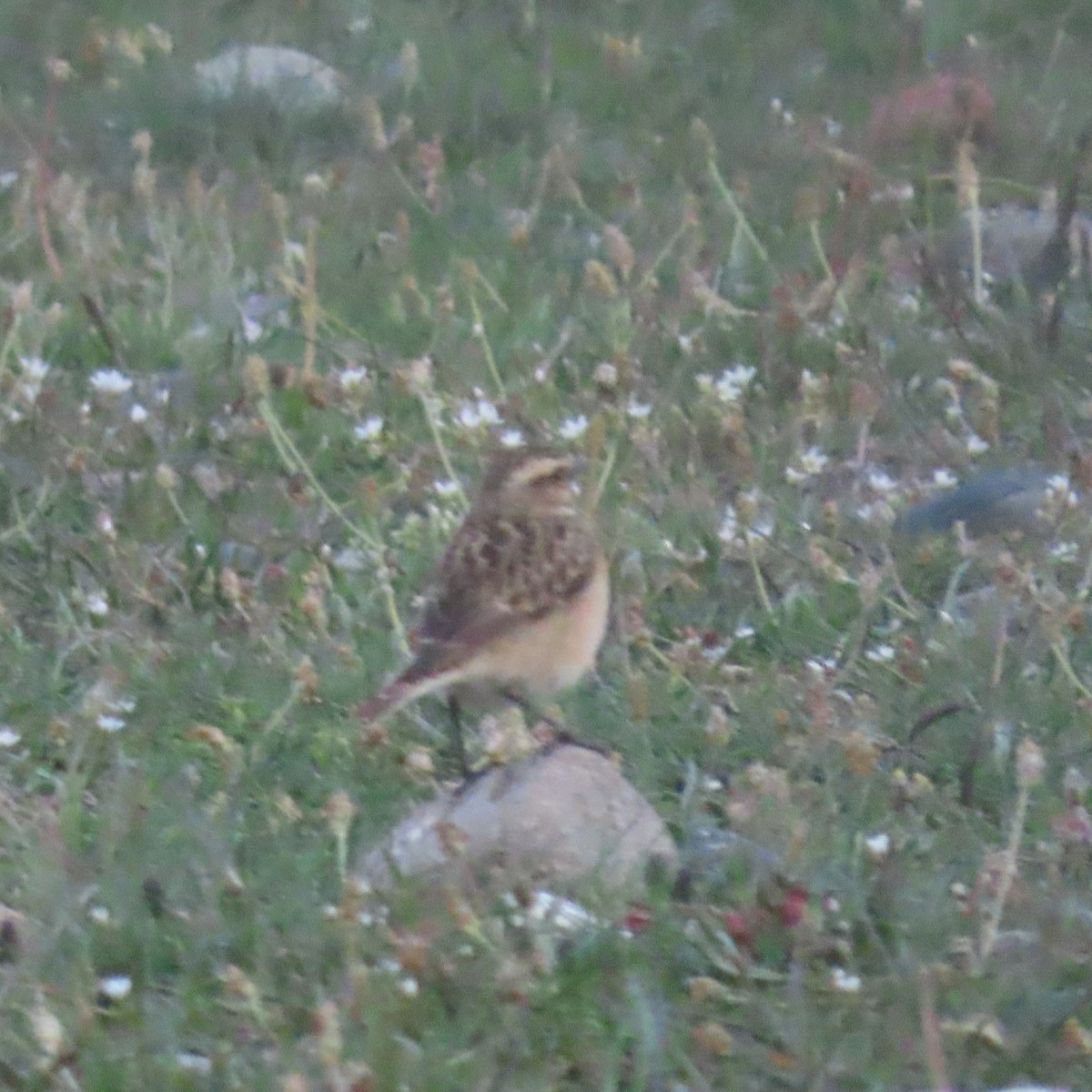 Whinchat - ML619964313