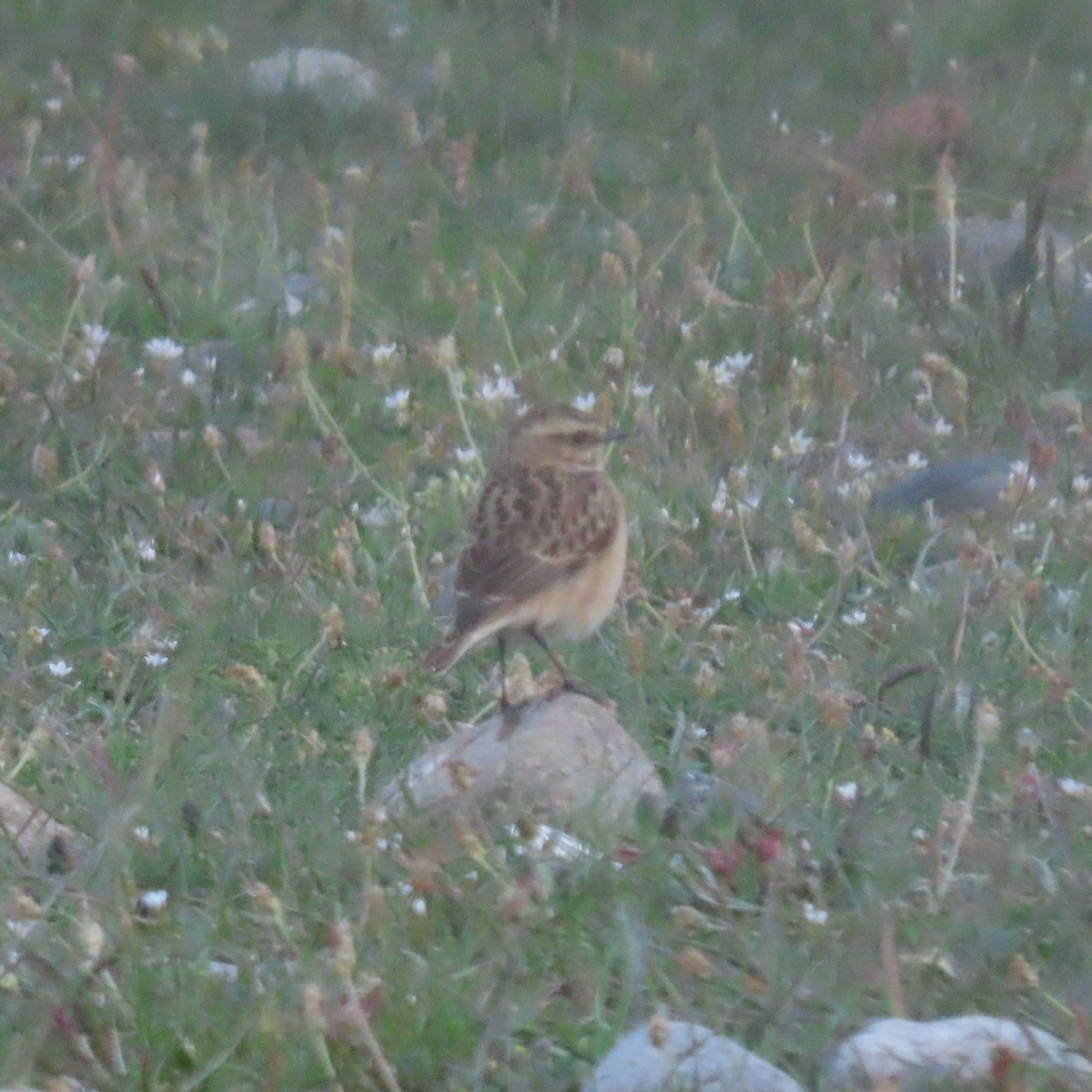 Whinchat - ML619964314