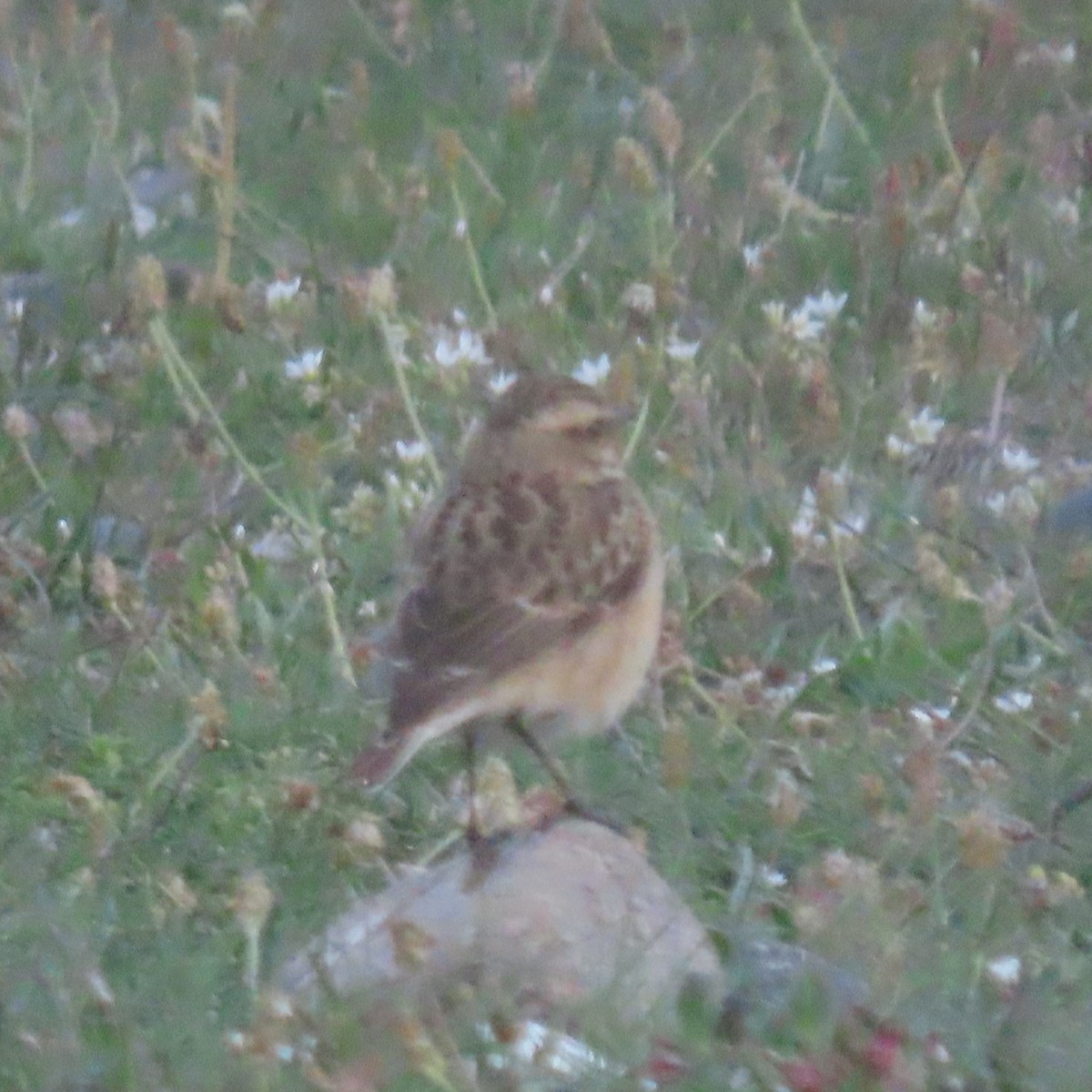 Whinchat - ML619964315