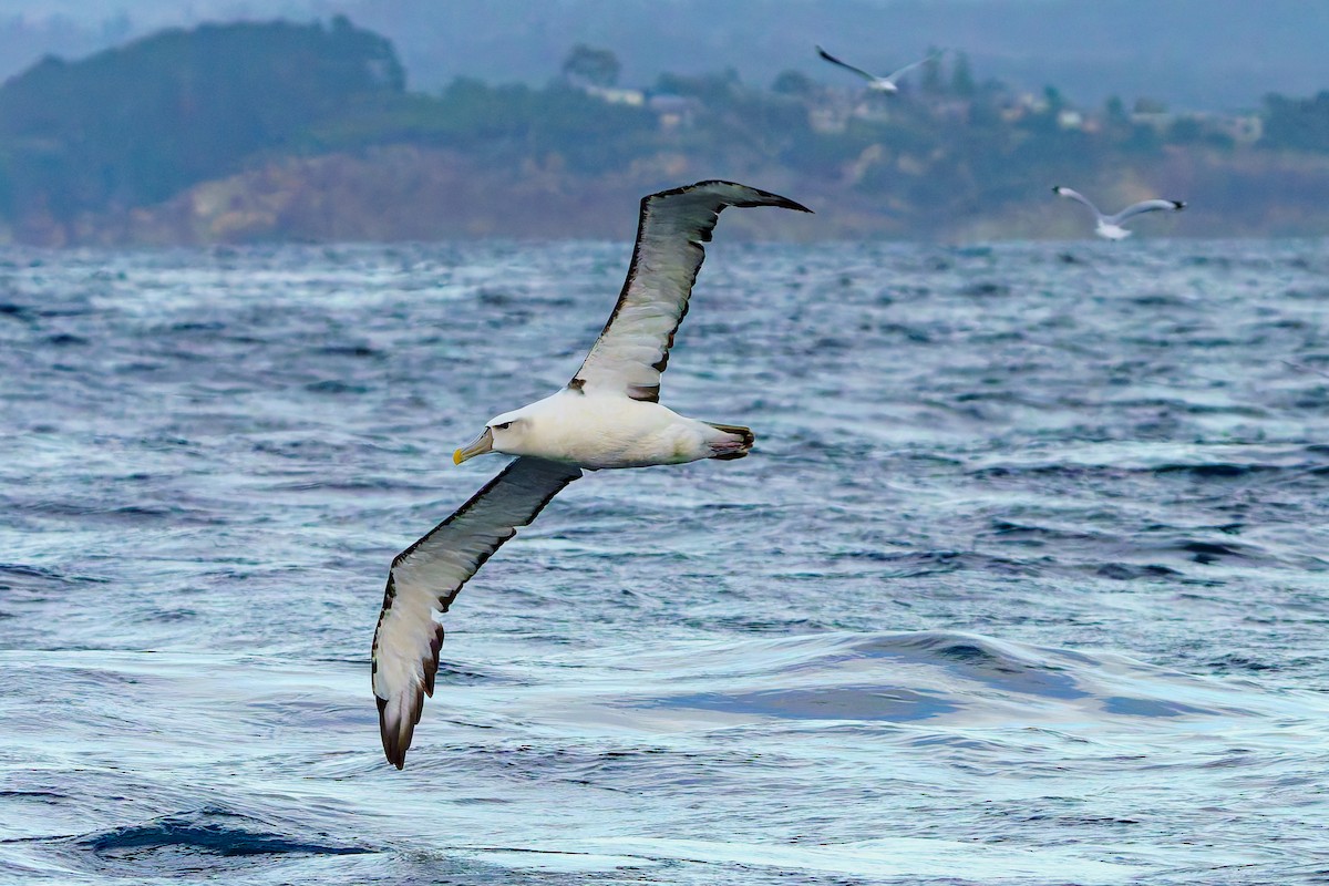 White-capped Albatross - ML619964330