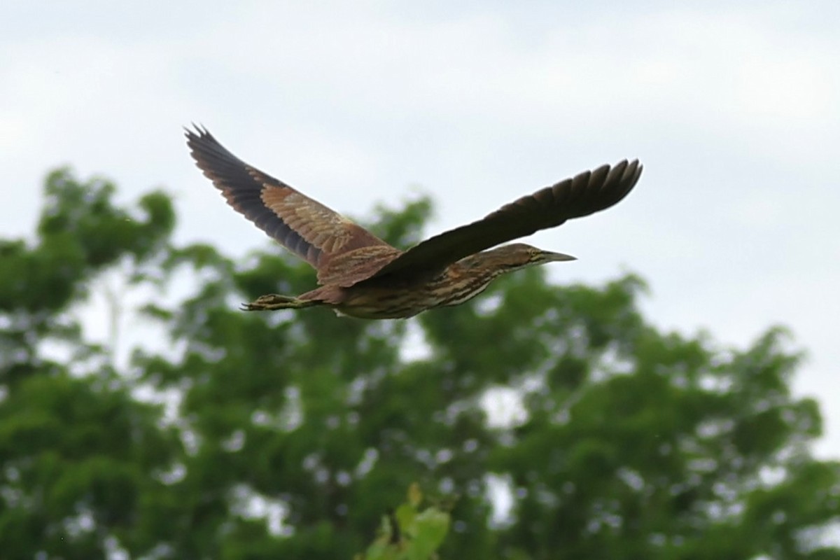 American Bittern - ML619964345