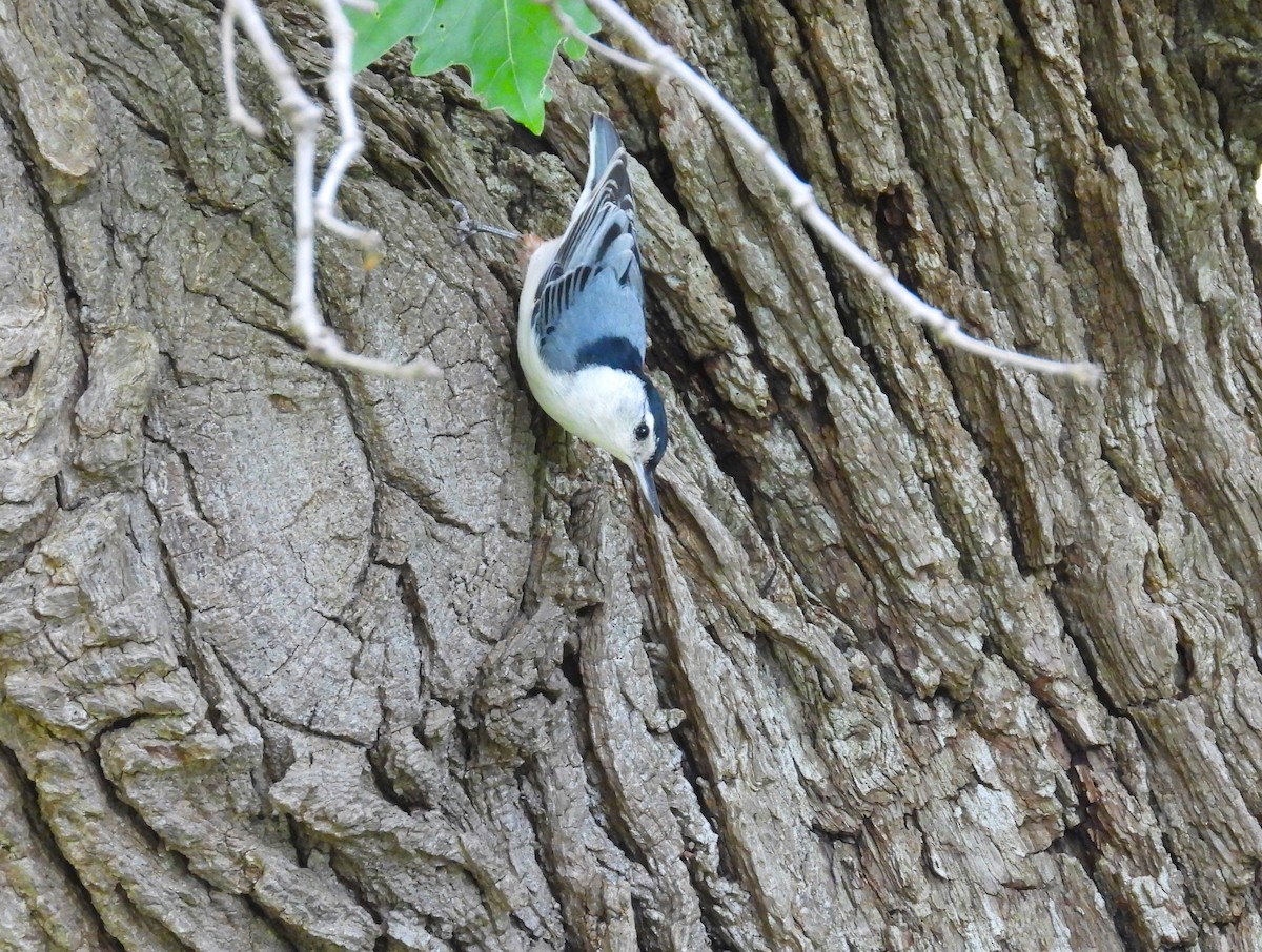 White-breasted Nuthatch - ML619964349