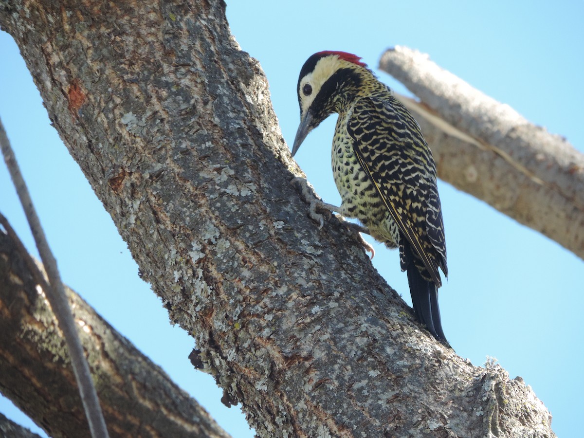 Green-barred Woodpecker - ML619964353