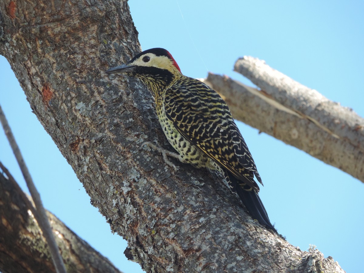 Green-barred Woodpecker - ML619964360