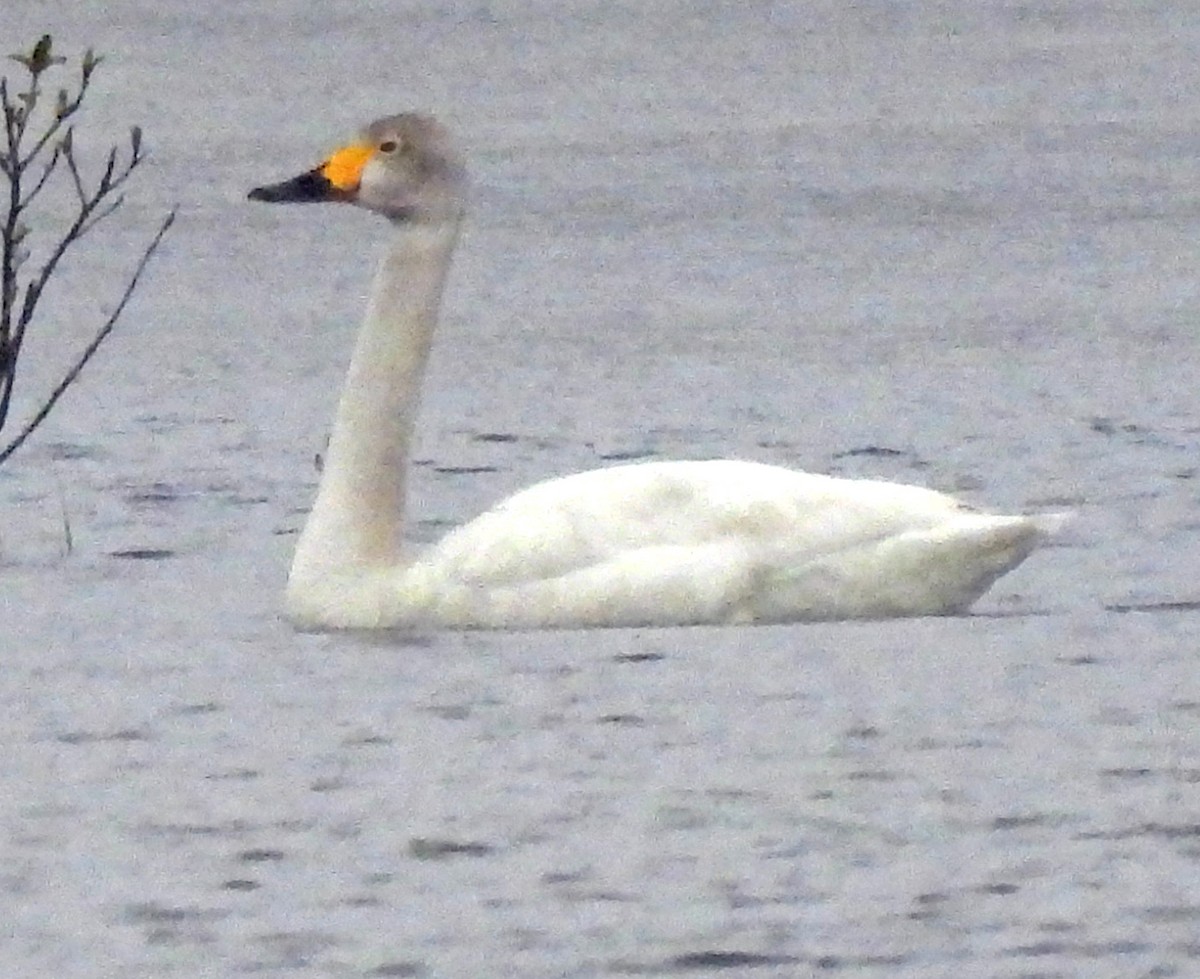 Tundra Swan (Bewick's) - ML619964377