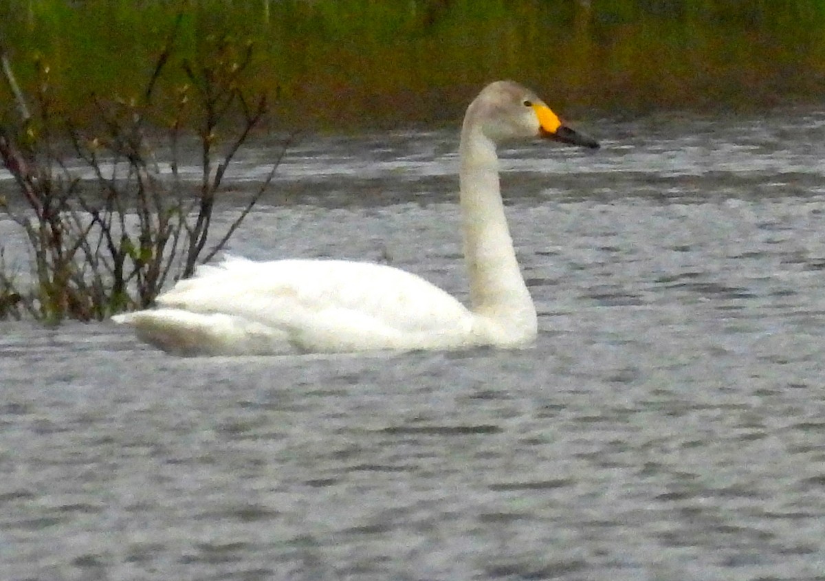 Tundra Swan (Bewick's) - ML619964378