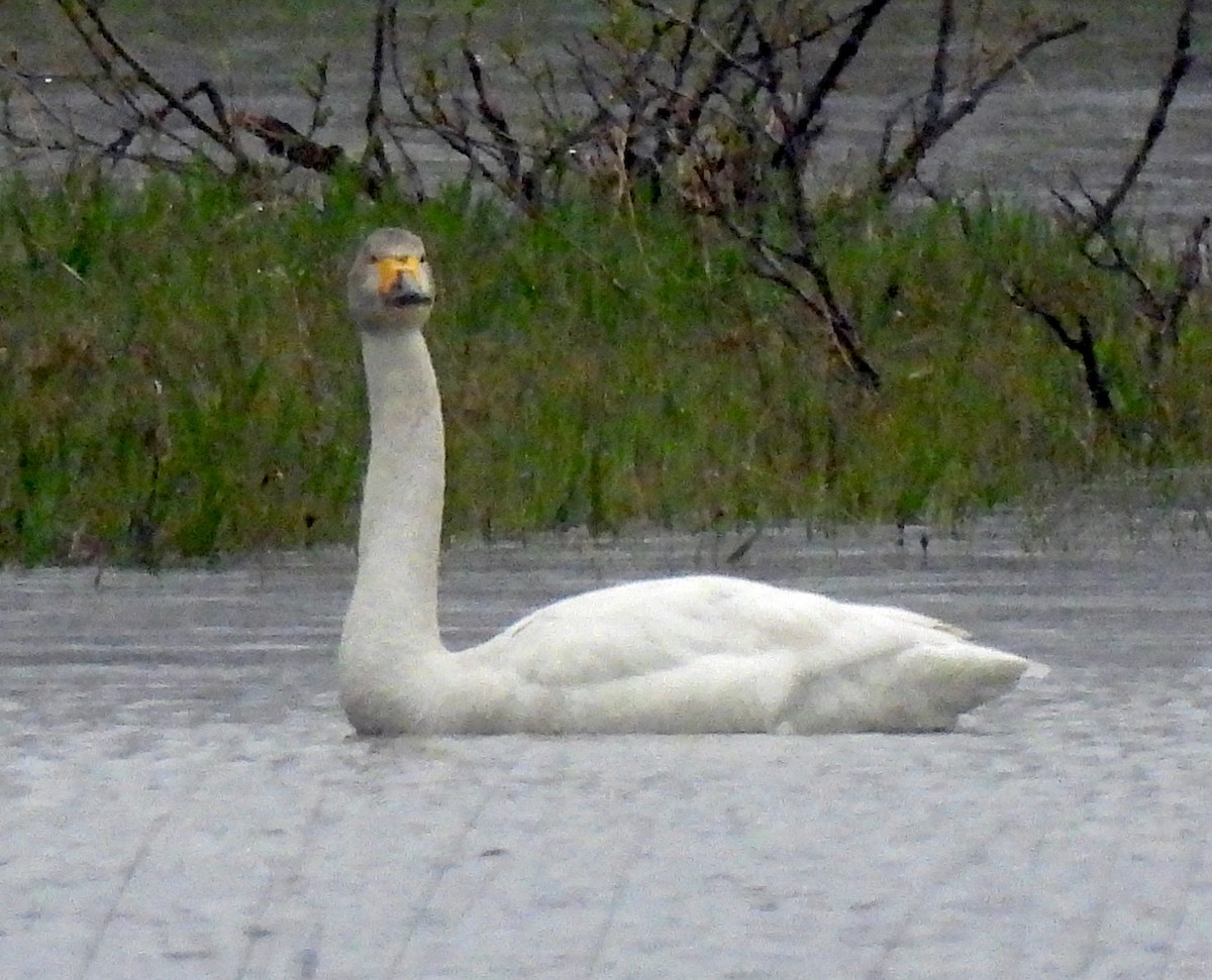 Tundra Swan (Bewick's) - ML619964379