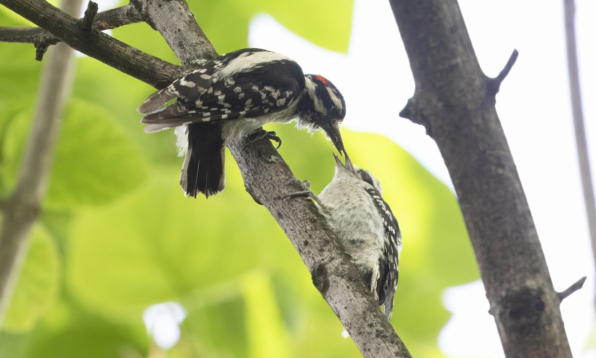 Downy Woodpecker (Eastern) - ML619964386