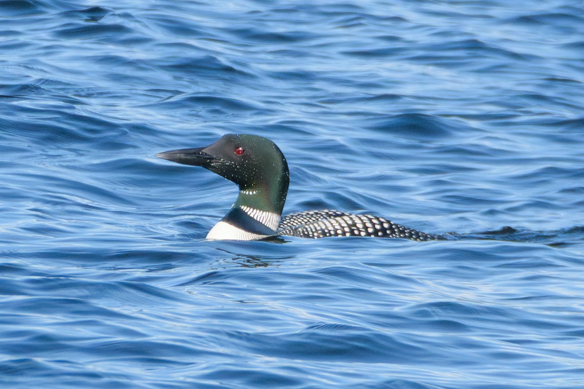 Common Loon - ML619964395