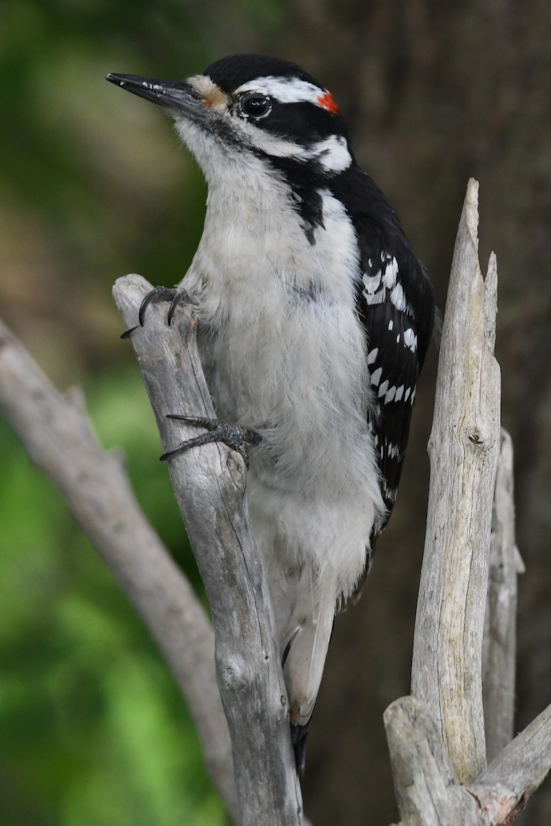Hairy Woodpecker - ML619964404