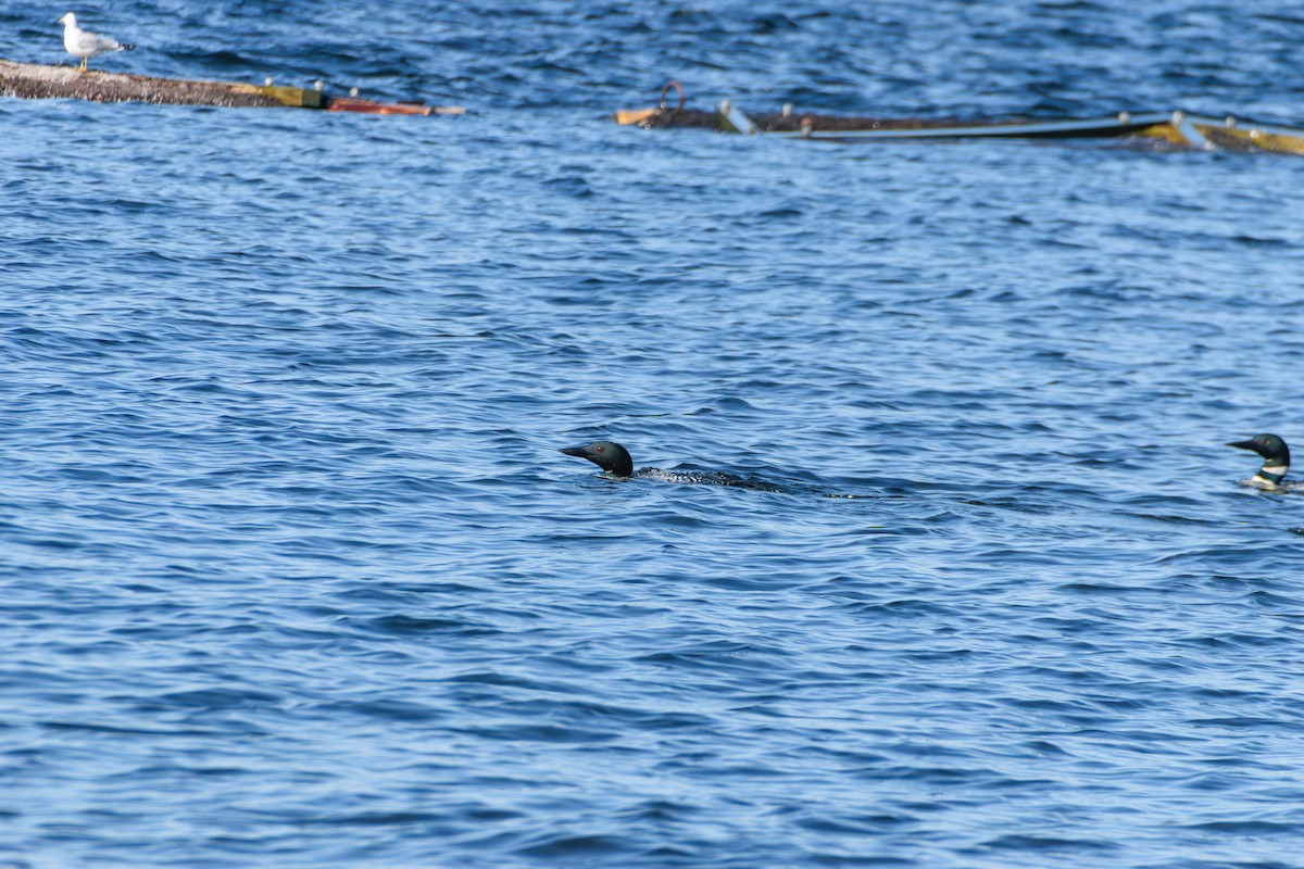 Common Loon - ML619964406