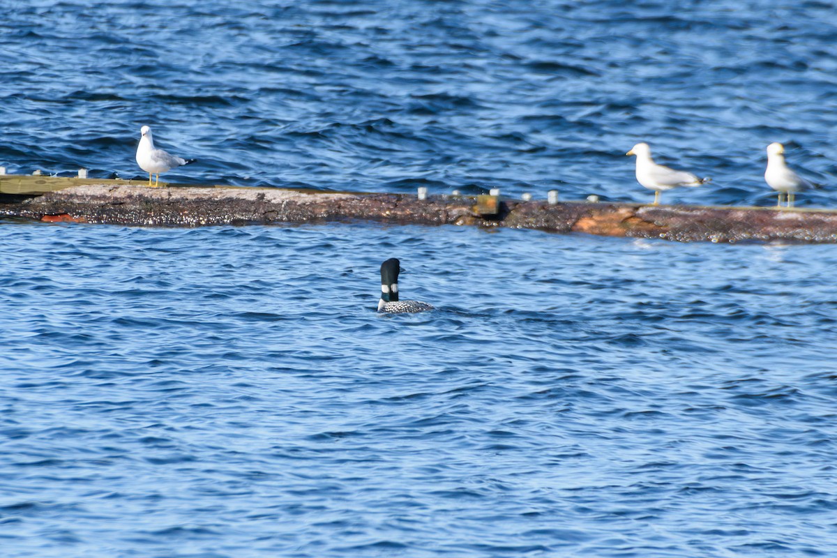 Common Loon - ML619964408