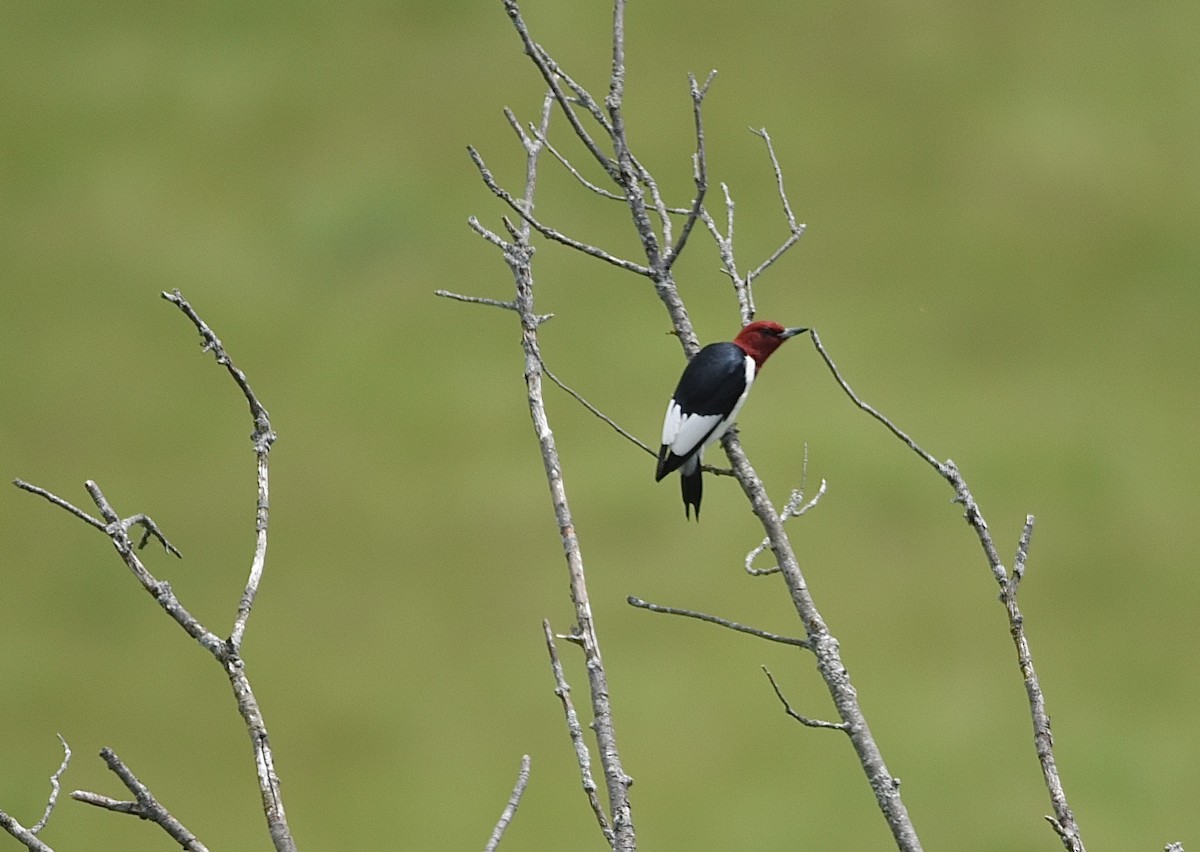 Red-headed Woodpecker - ML619964429