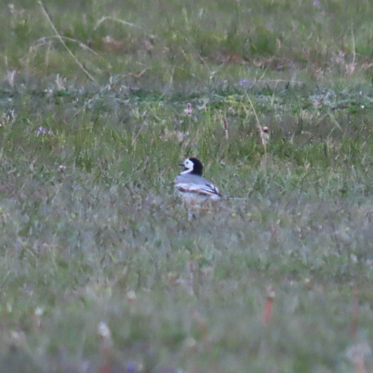 White Wagtail (White-faced) - ML619964430