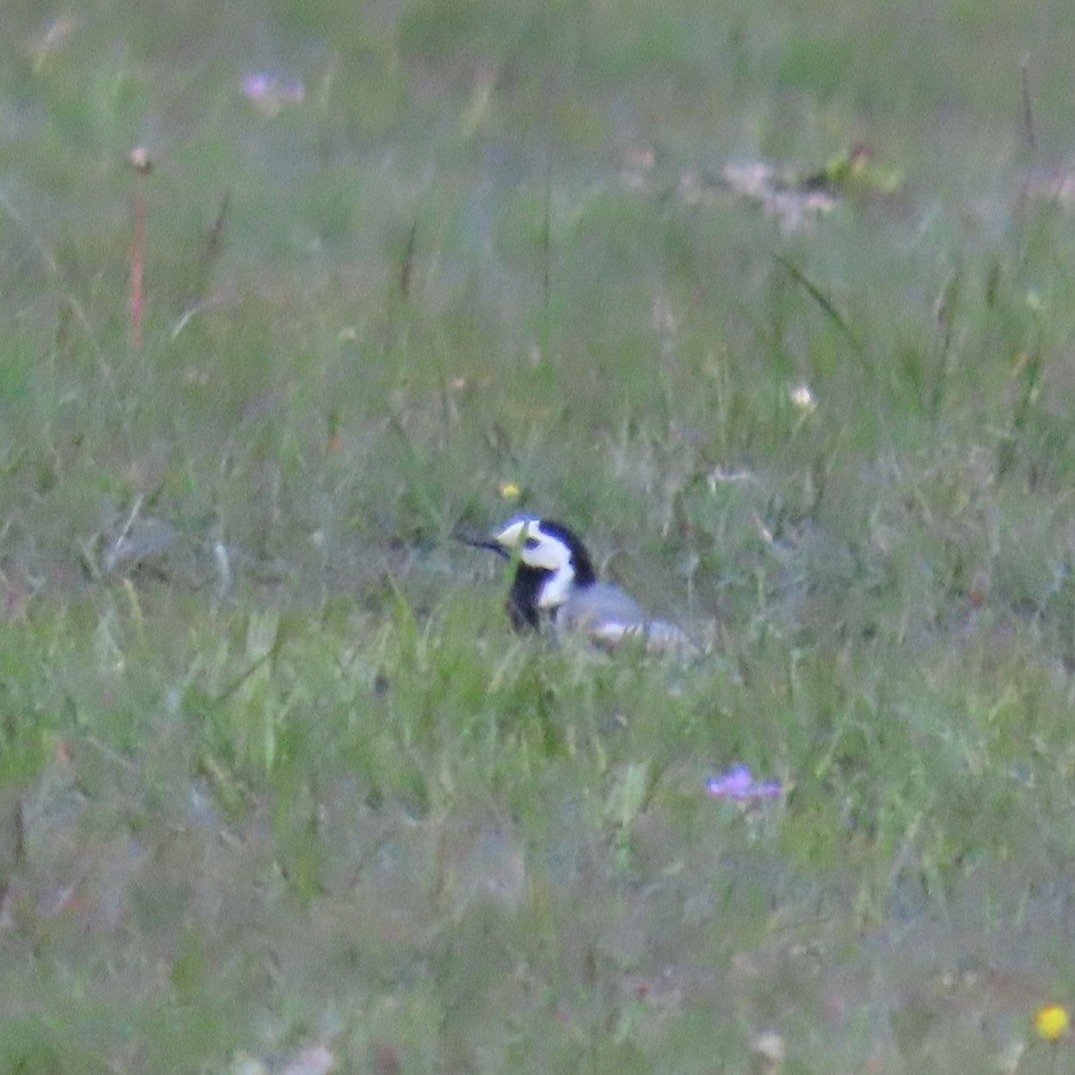 White Wagtail (White-faced) - ML619964431