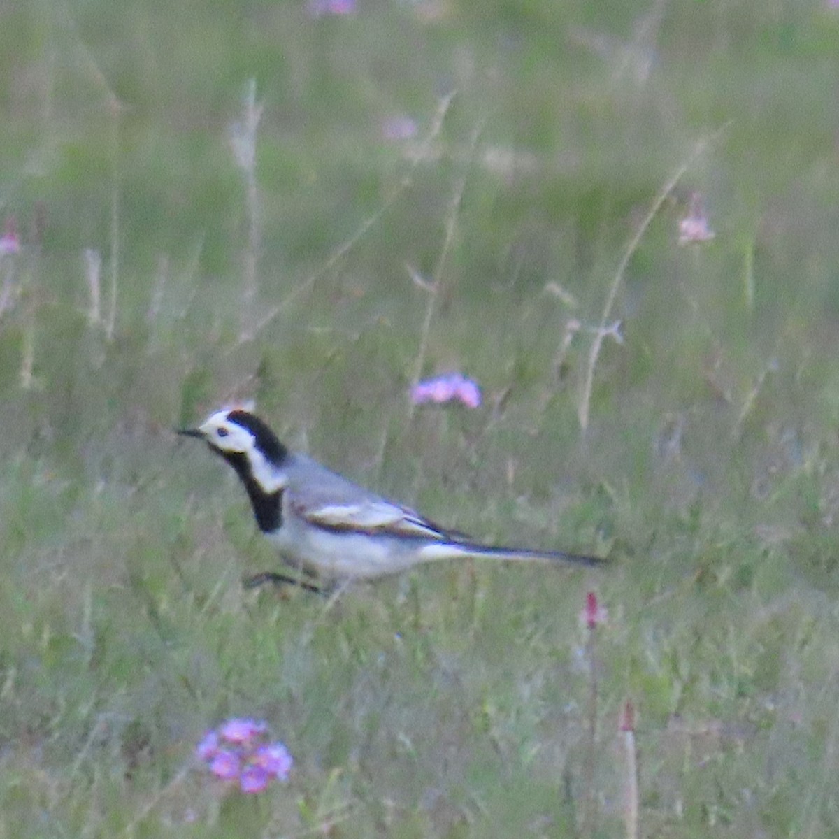 White Wagtail (White-faced) - ML619964432
