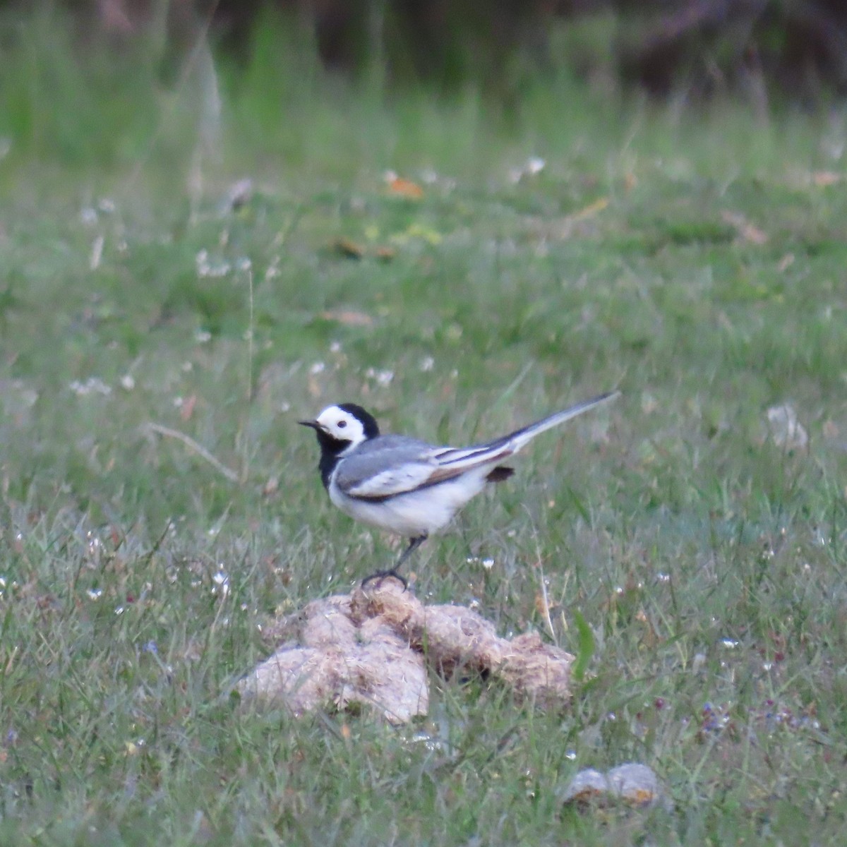 White Wagtail (White-faced) - ML619964435