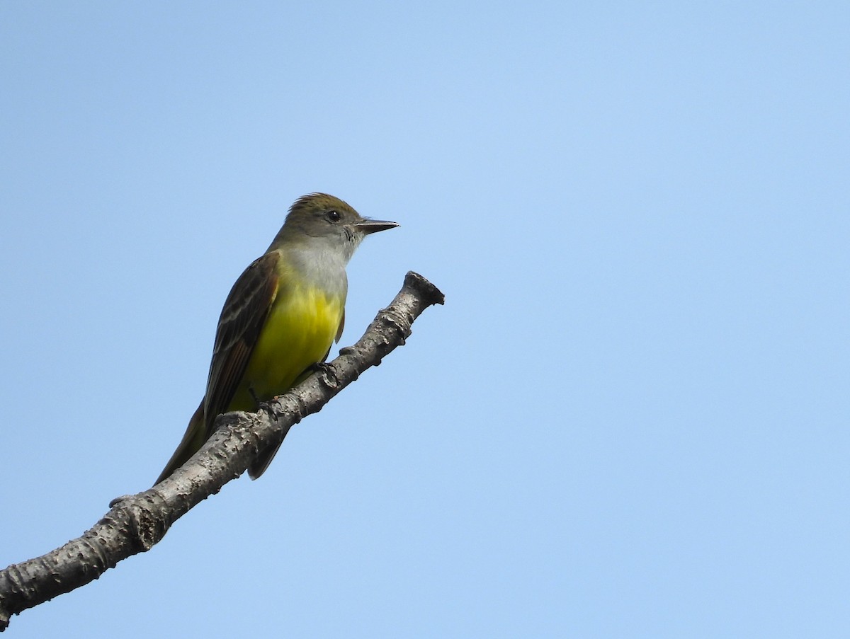 Great Crested Flycatcher - ML619964452
