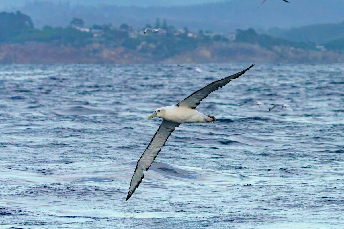 Albatros à cape blanche - ML619964466