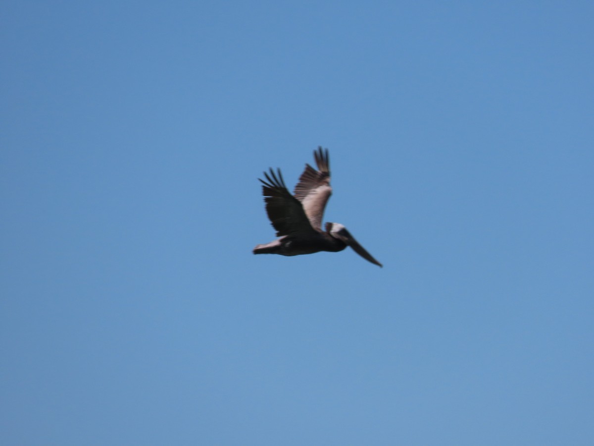 Brown Pelican (California) - ML619964496
