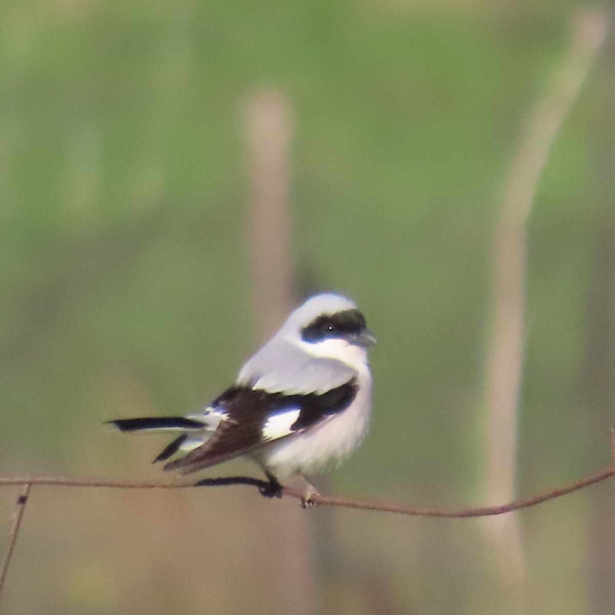 Lesser Gray Shrike - ML619964522