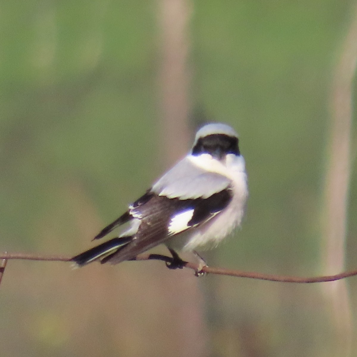 Lesser Gray Shrike - ML619964523