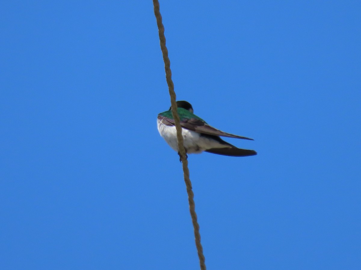 Violet-green Swallow - ML619964531