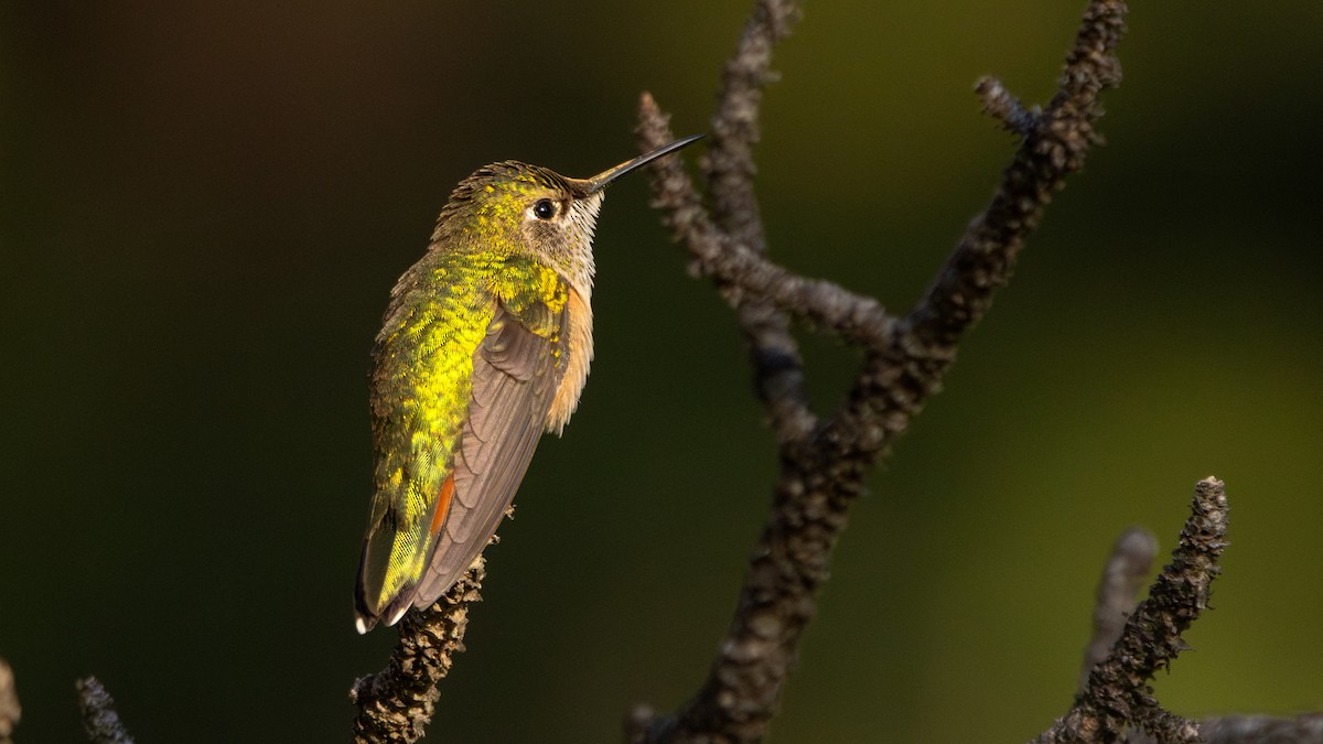 Broad-tailed Hummingbird - ML619964537