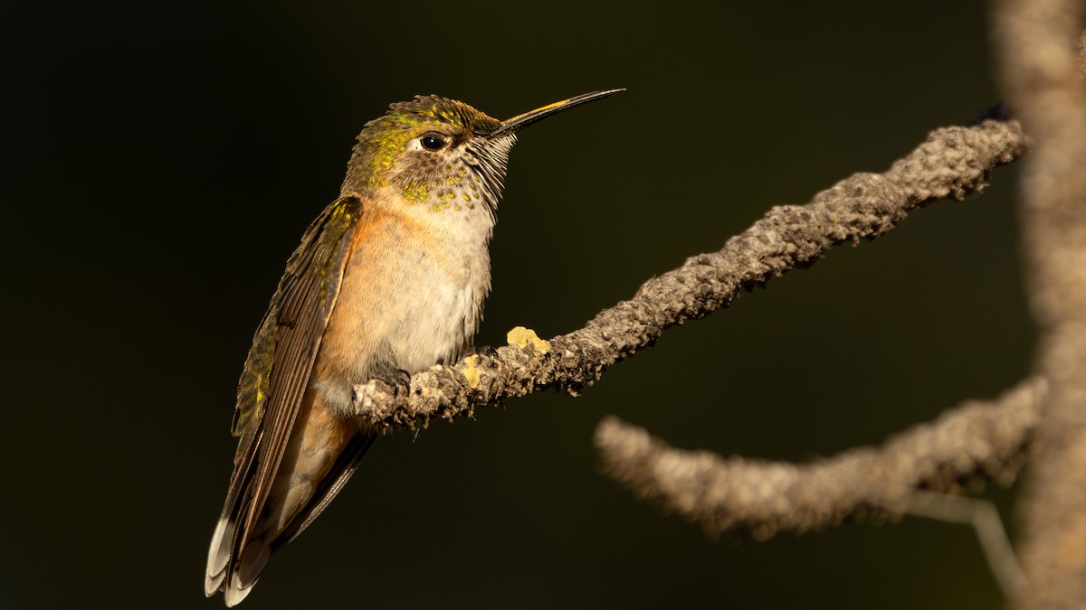 Broad-tailed Hummingbird - ML619964538