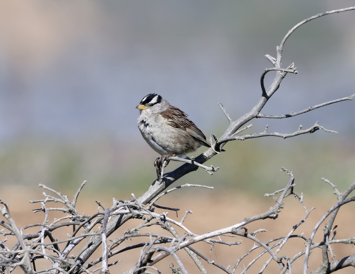 White-crowned Sparrow - ML619964541