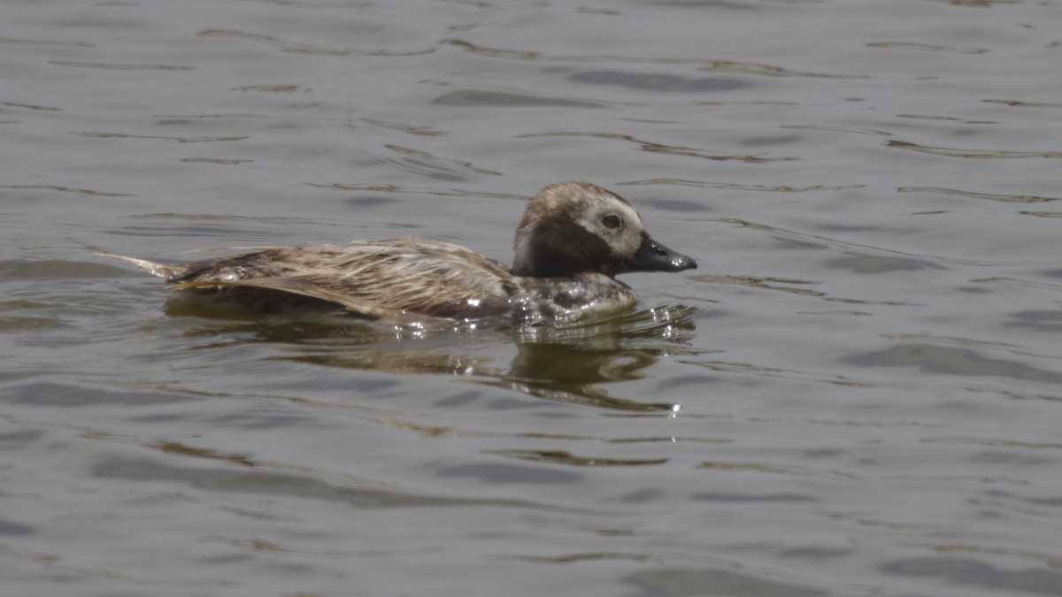 Long-tailed Duck - ML619964555