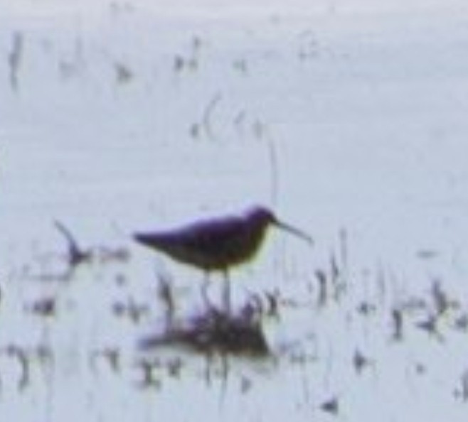 styltesnipe - ML619964562