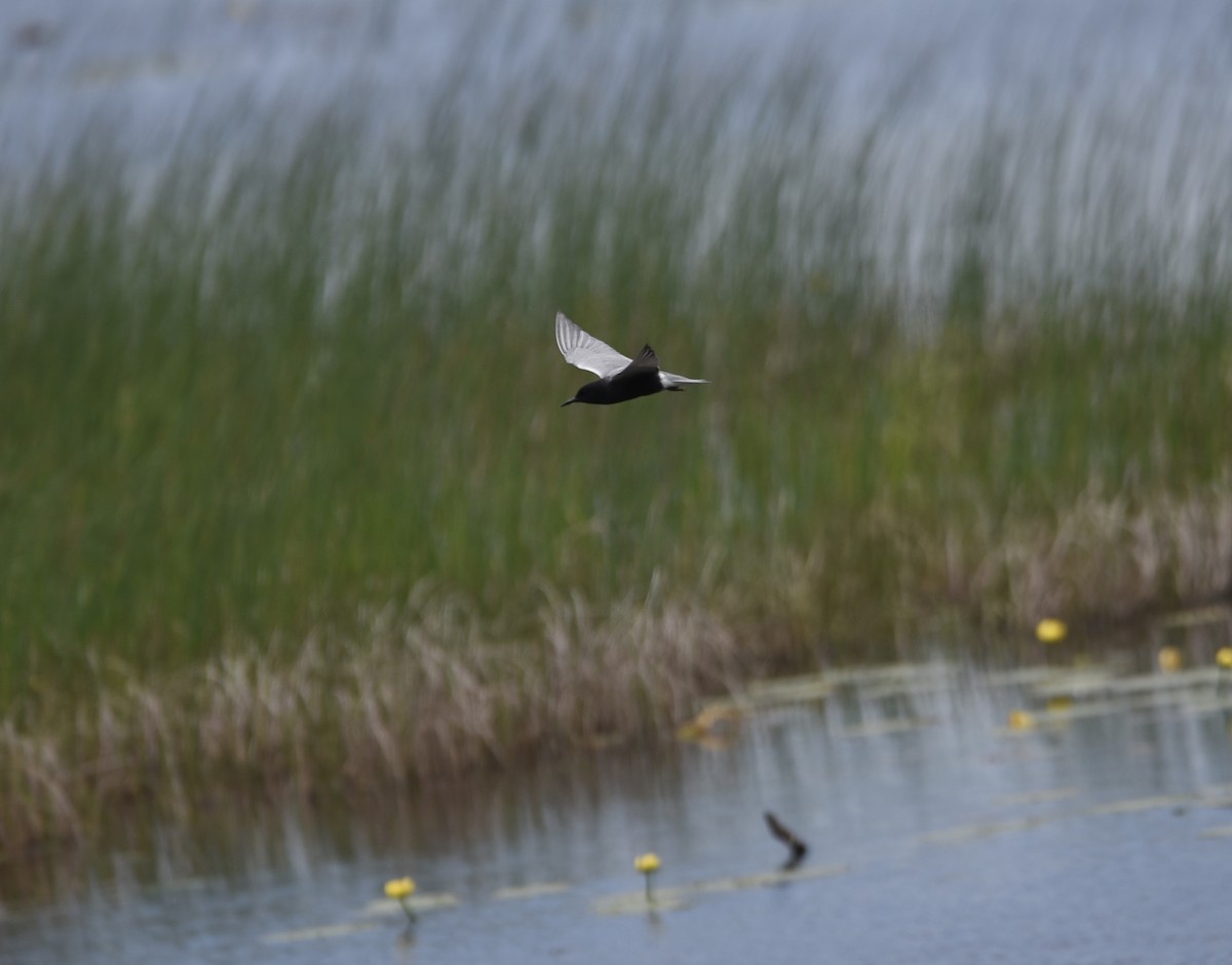 Black Tern - ML619964566