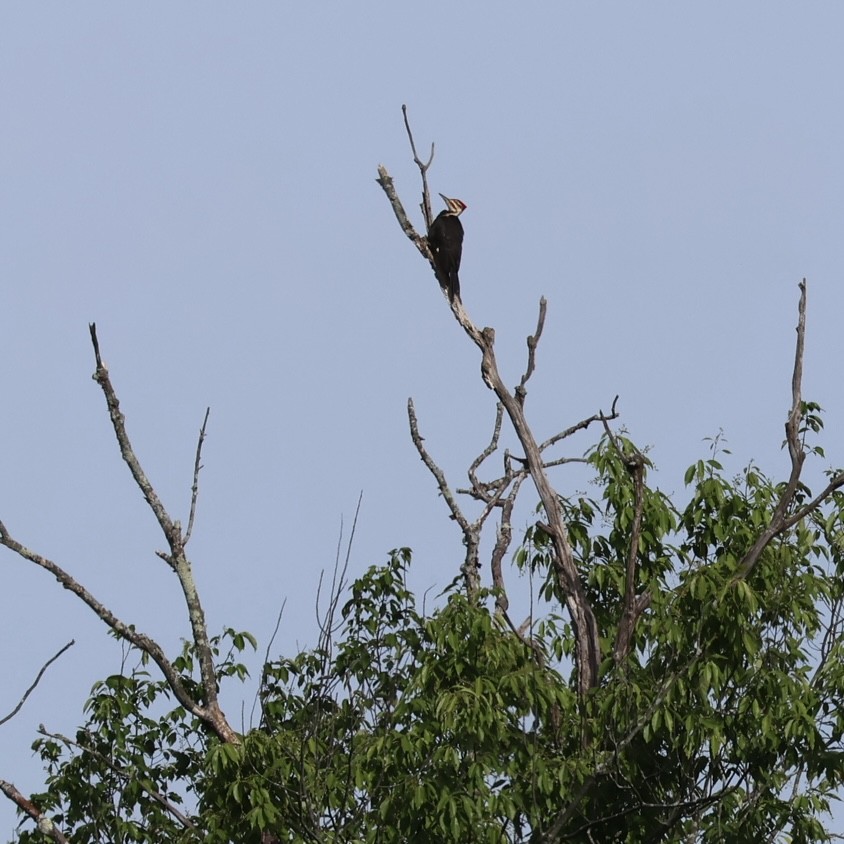 Pileated Woodpecker - ML619964569