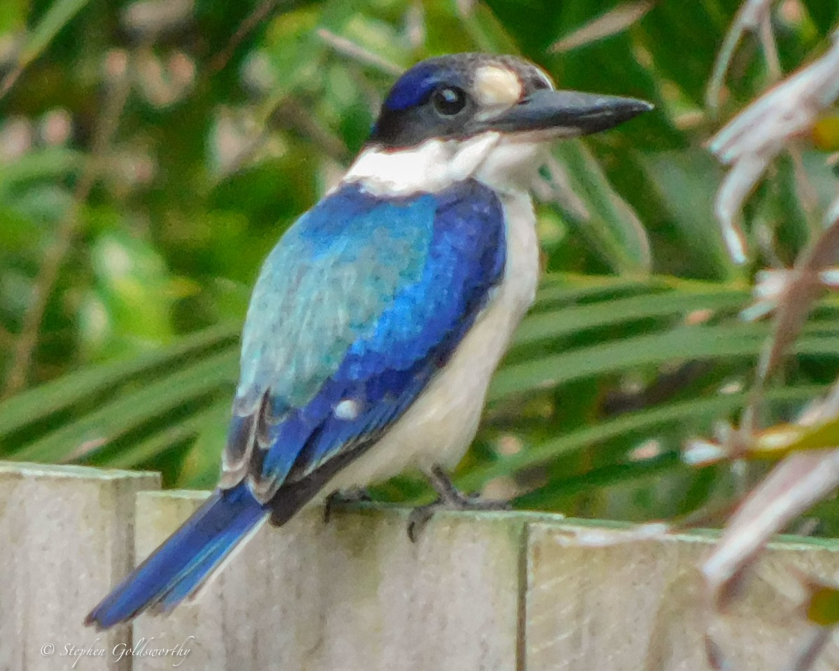 Forest Kingfisher - ML619964570