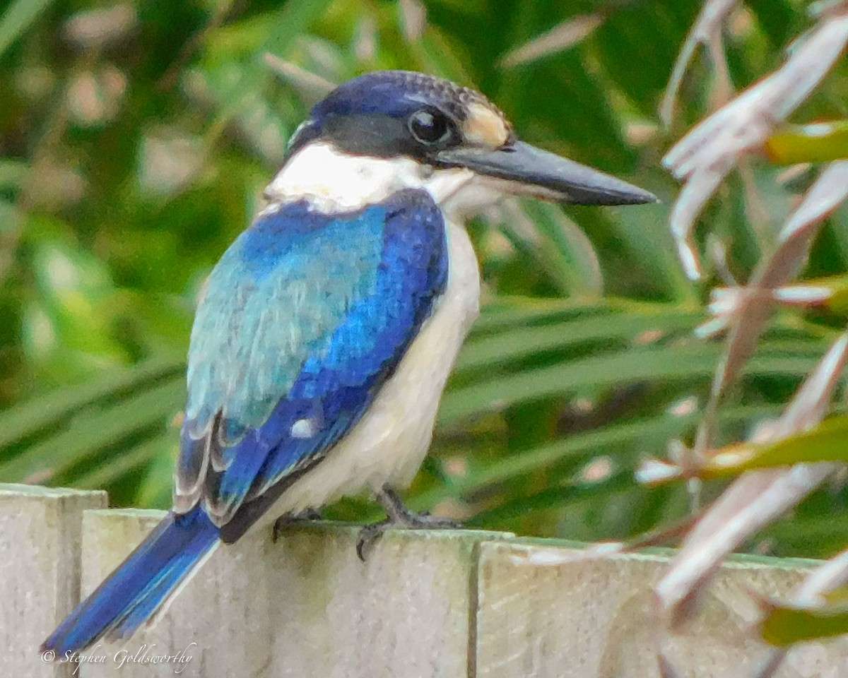 Forest Kingfisher - ML619964571