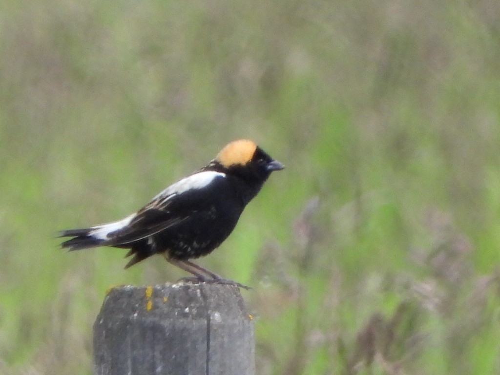 Bobolink - ML619964576