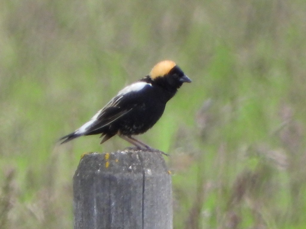 Bobolink - ML619964577