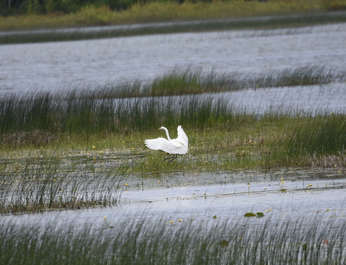 Great Egret - ML619964592